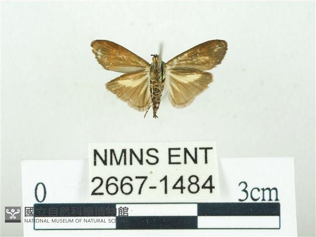 叉紋閃舞蛾藏品圖，第2張