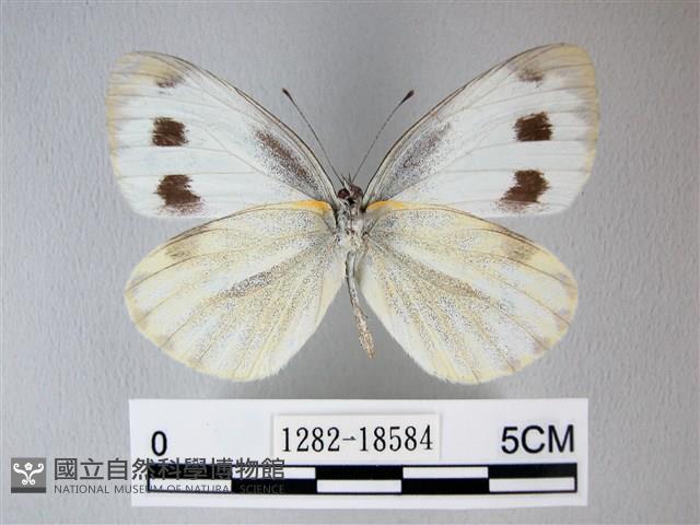 緣點白粉蝶藏品圖，第2張