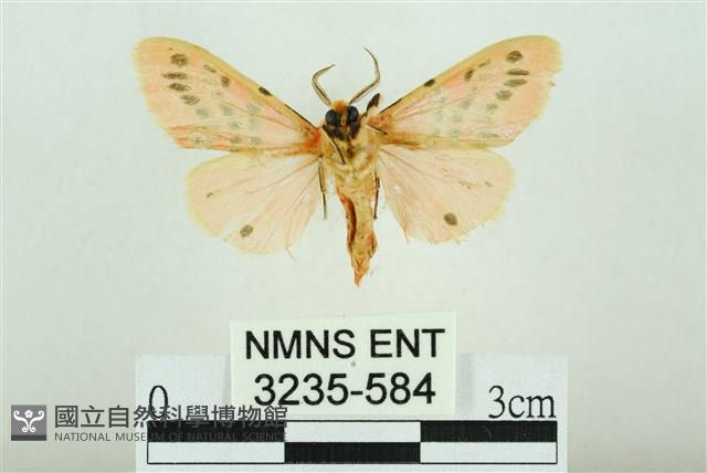 三條橙燈蛾藏品圖，第2張