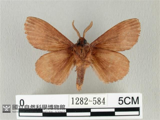 馬尾松枯葉蛾藏品圖，第2張