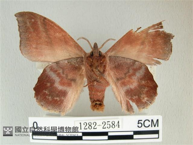 埔里雙線枯葉蛾藏品圖，第2張