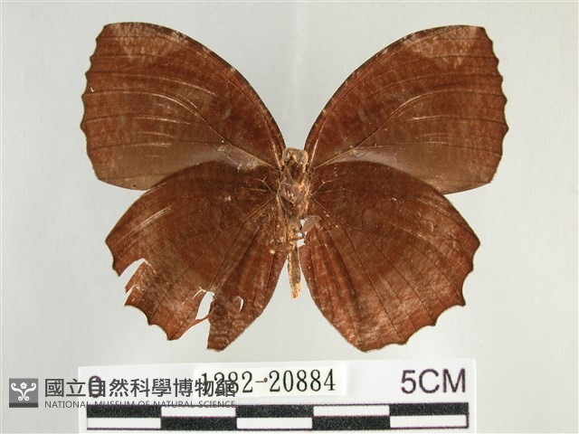 藍紋鋸眼蝶藏品圖，第2張