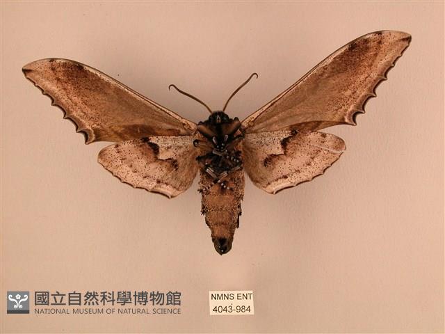 臺灣鋸翅天蛾藏品圖，第2張