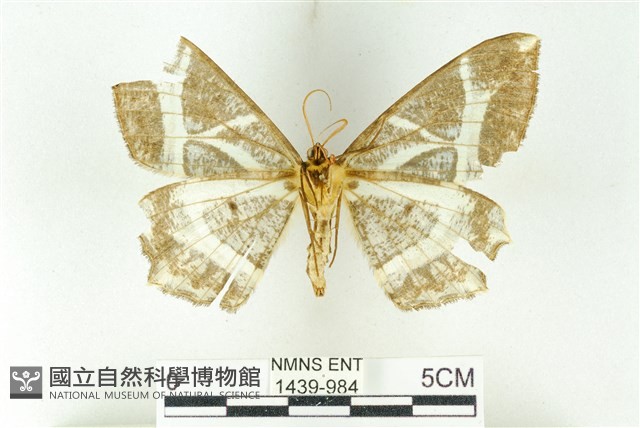 樹形尺蛾藏品圖，第2張