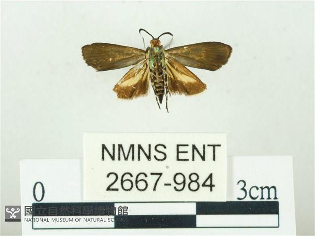 叉紋閃舞蛾藏品圖，第2張