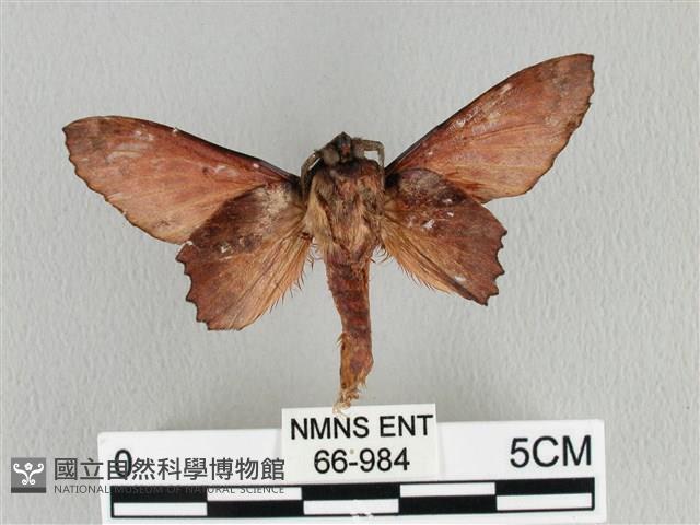 臺灣枯葉蛾藏品圖，第2張