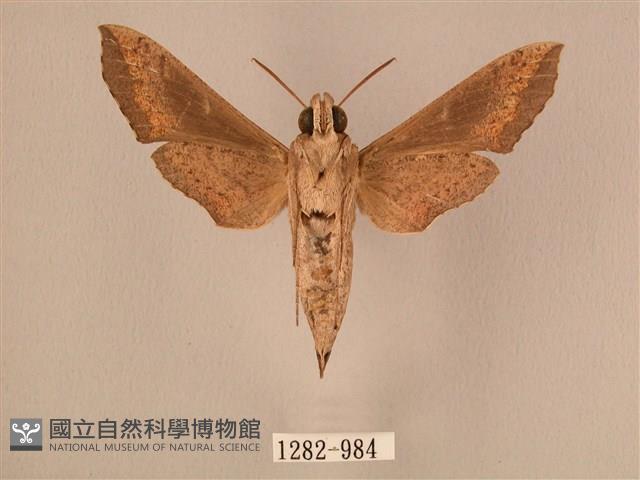 斜線天蛾藏品圖，第2張