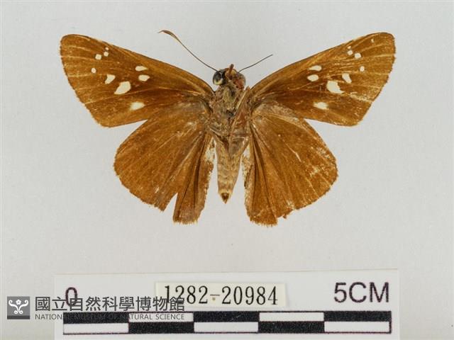 巨褐弄蝶藏品圖，第2張