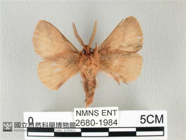 褐斜帶枯葉蛾藏品圖，第2張