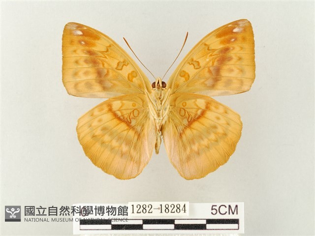 瑙蛺蝶藏品圖，第2張