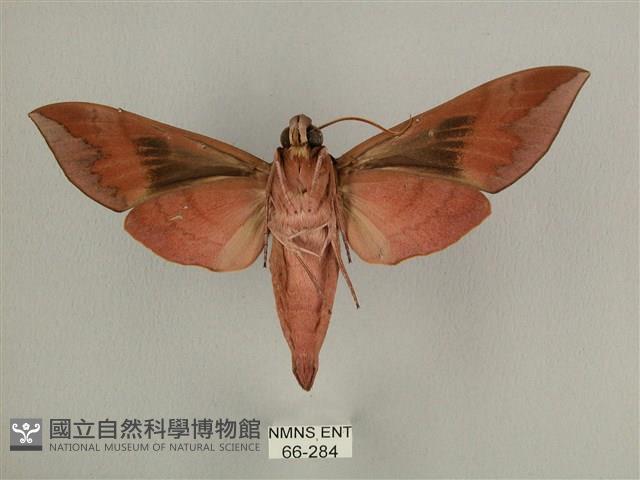 背中白天蛾藏品圖，第2張