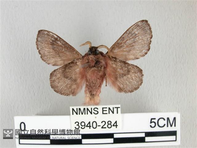 銀肩枯葉蛾藏品圖，第2張