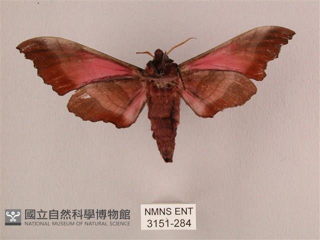 桃紅六點天蛾藏品圖，第2張