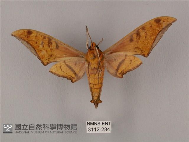 裂斑鷹翅天蛾藏品圖，第2張