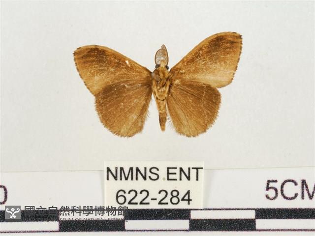 小白紋毒蛾藏品圖，第2張