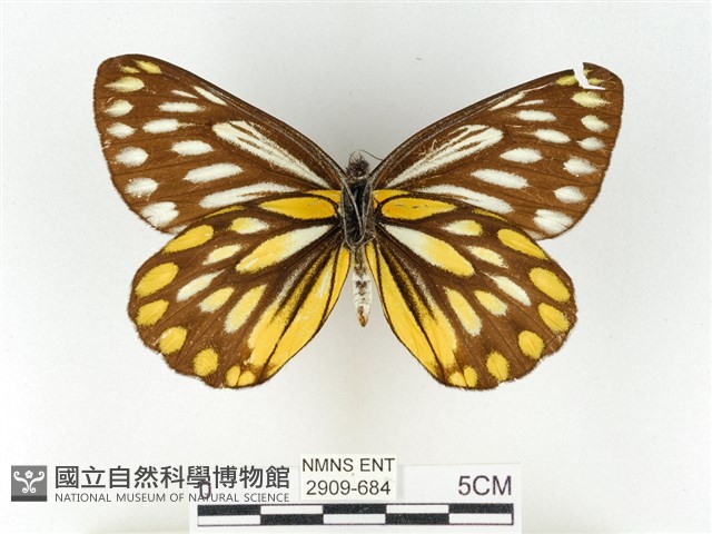 條斑豔粉蝶藏品圖，第2張