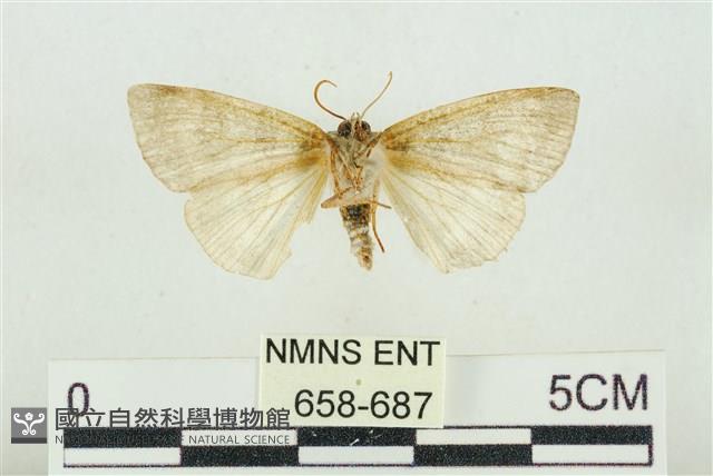 臺灣銀斑異波紋蛾藏品圖，第2張