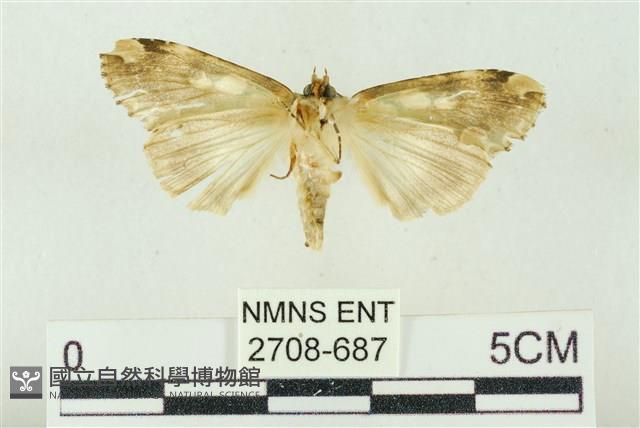 連珠波紋蛾藏品圖，第2張