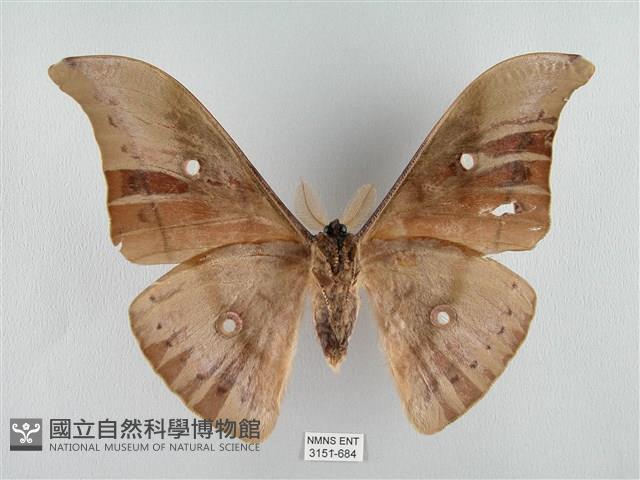 姬透目天蠶蛾藏品圖，第2張