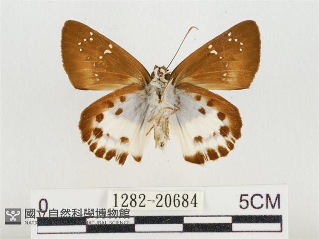 白裙弄蝶藏品圖，第2張