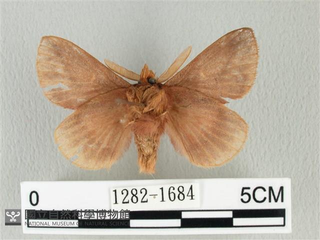 褐斜帶枯葉蛾藏品圖，第2張