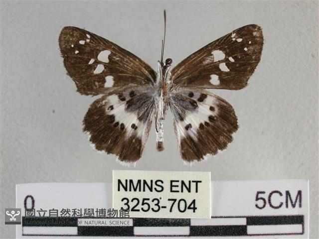 玉帶弄蝶藏品圖，第2張