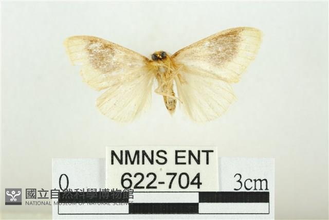 寬紋黃毒蛾藏品圖，第2張