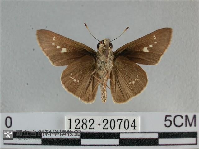 小稻弄蝶藏品圖，第2張