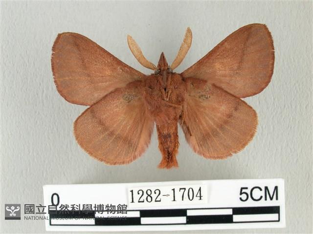 棕斜帶枯葉蛾藏品圖，第2張