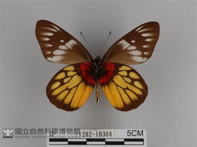 豔粉蝶藏品圖，第2張