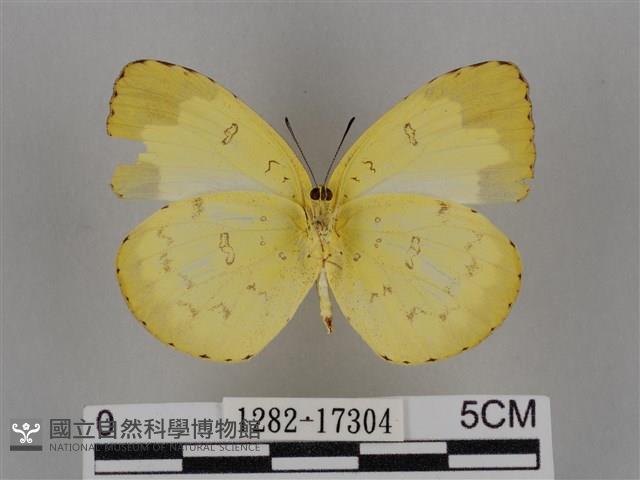 亮色黃蝶藏品圖，第2張