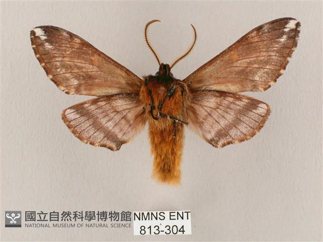 井上氏絨毛天蛾藏品圖，第2張