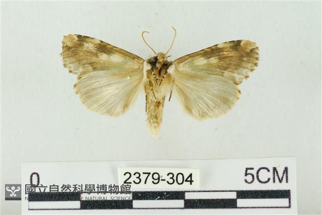 連珠波紋蛾藏品圖，第2張