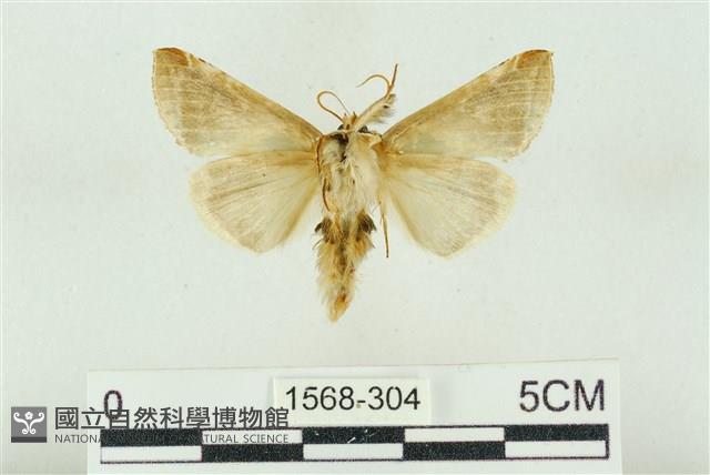 印華波紋蛾藏品圖，第2張