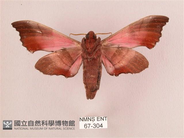 桃紅六點天蛾藏品圖，第2張