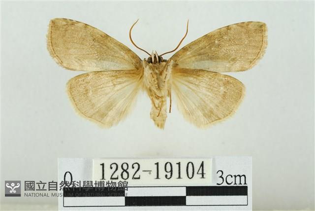 藹環波紋蛾藏品圖，第2張