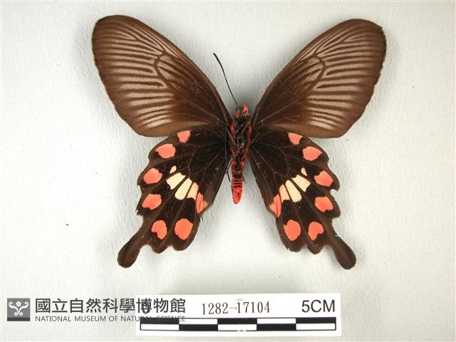 紅珠鳳蝶藏品圖，第2張