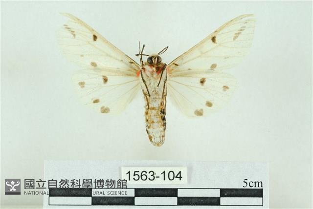 菊池污燈蛾藏品圖，第2張