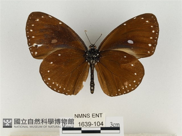 小紫斑蝶藏品圖，第2張