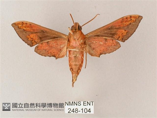 雙斑白肩天蛾藏品圖，第2張