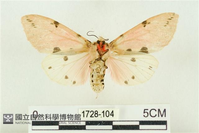 棍棒污燈蛾藏品圖，第2張