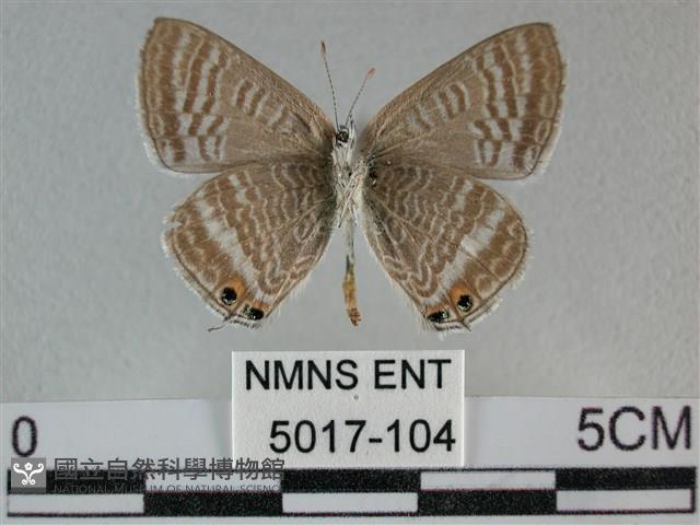 豆波灰蝶藏品圖，第2張