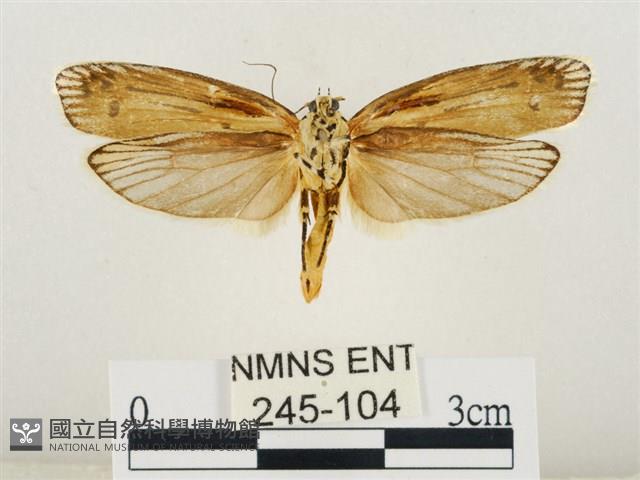 線紋篩蛾藏品圖，第2張