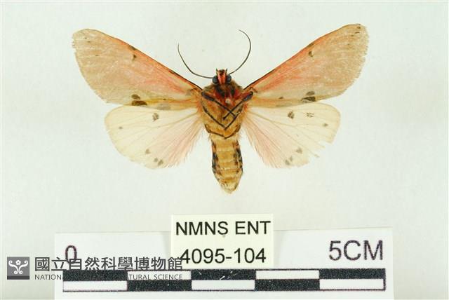 棍棒污燈蛾藏品圖，第2張