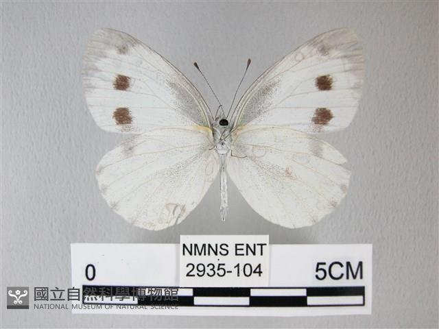 緣點白粉蝶藏品圖，第2張