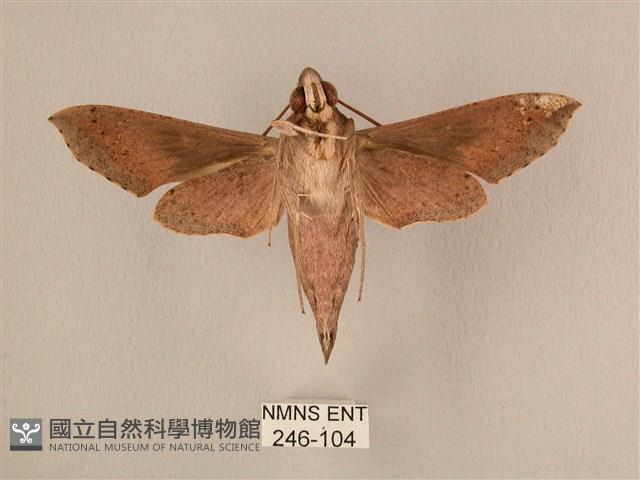 斜線天蛾藏品圖，第2張