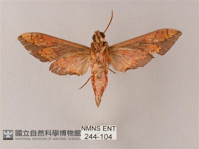 雙斑白肩天蛾藏品圖，第2張