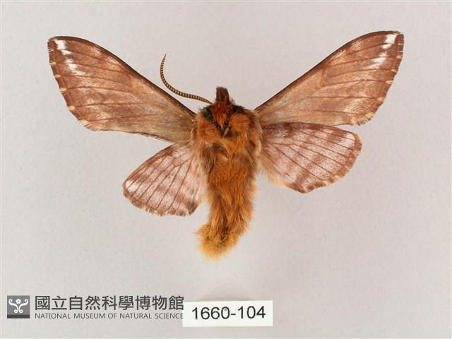 井上氏絨毛天蛾藏品圖，第2張