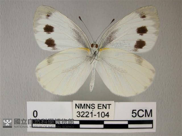 緣點白粉蝶藏品圖，第2張