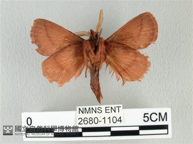 褐斜帶枯葉蛾藏品圖，第2張